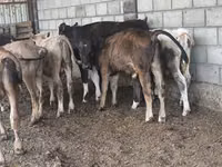 सांड, एबरडीन - एंगस — फ़ोटो 5