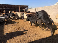 ثور, الماشية — الصورة 2