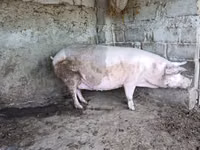 Мэгж, Гахай — 2 зураг