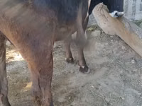 Cow, Alatau breed — photo 2