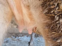 Cow, Alatau breed — photo 3