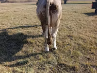 母牛, Cattle — 照片 2