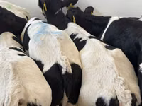牛只（批次，未指定性别）, Simmental cattle — 照片 6