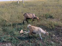बकरी, Alpine goat — फ़ोटो 2