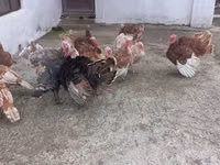Turkeys — Foto 6