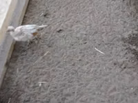 gallina danesa — foto 4