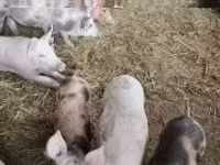 मादा सूअर — फ़ोटो 6