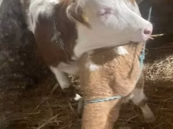 母牛, Simmental cattle