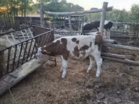 सांड, Simmental cattle — फ़ोटो 4
