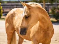 Stute, Quarter Horse — Foto 4