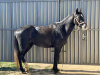 Horse (M), Horses — photo 1
