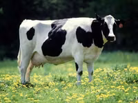 Bull, Simmental cattle — photo 2