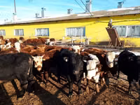 Bull, Cattle — photo 6