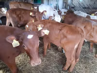 Bulle, Simmental cattle — Foto 1
