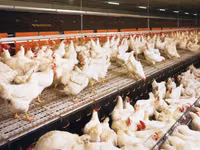 Premixuri pentru animale şi păsări — الصورة 1