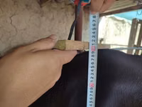 गाय, गोलस्टीन नस्ल — फ़ोटो 5