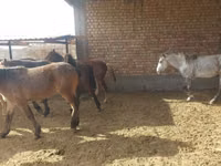 घोड़ा, Horse breed — फ़ोटो 2