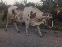 بقرة, الماشية — الصورة 2