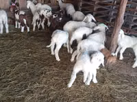 Oveja, Awassi sheep — foto 1