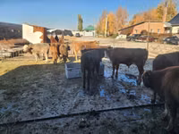 Toro, Simmental cattle — foto 2