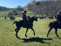 Hengst, Karachay horse — Foto 7
