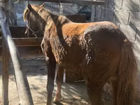 Yegua, Caballos — foto 2