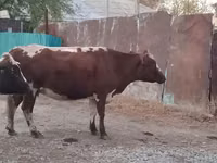 Cow, Simmental cattle — photo 4