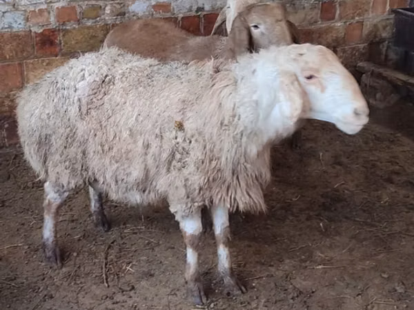 भेड़, West-Siberian mutton sheep