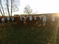 Cow, Russian Black pied cattle — photo 8