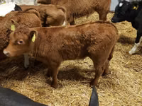 Cattle (batch, sex not specified), Simmental cattle — photo 3