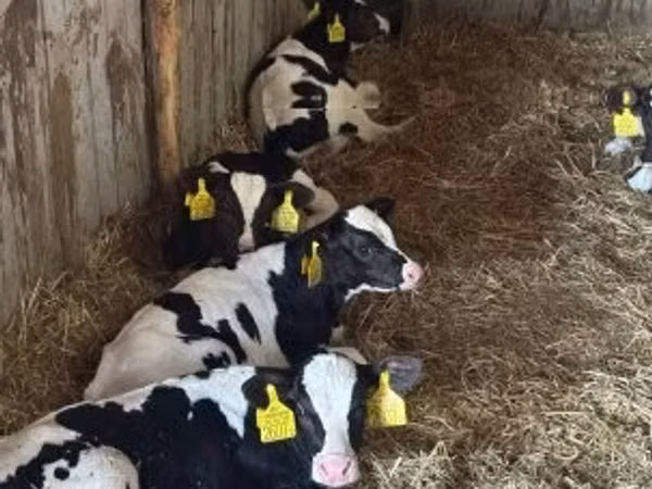 ثور, Russian Black pied cattle
