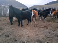 Horse (M), Horses — photo 4