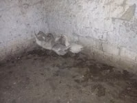 Ducks — Foto 4