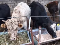 Bull, Alatau breed — photo 7
