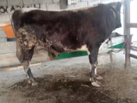 公牛, Cattle — 照片 3
