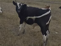 Cow, Red Polled Cow — photo 4