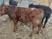 Bulle, Aberdeen-Angus — Foto 7