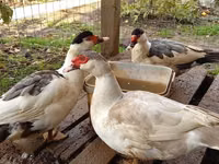 Domestic Muscovy — photo 1