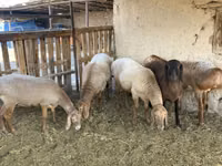 كبش, Arashan sheep — الصورة 3