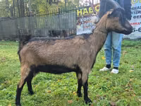 Ямаа, Alpine goat — 1 зураг