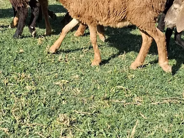 公羊, Sheep