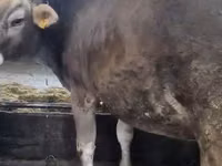 Үнээ, Swiss cattle — 3 зураг