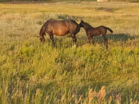 Horses (batch, sex not specified), Horse breed — photo 1
