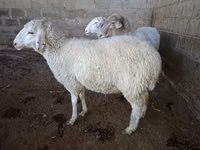 Oveja, Merino sheep — foto 8