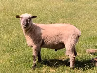 Хуц, Shroshire sheep — 1 зураг
