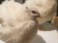 Английн цагаан — 1 зураг