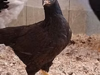 Chickens — الصورة 8