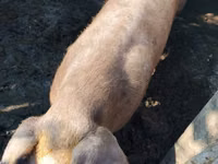 Säue, Schweine — Foto 3