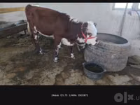 Үнээ, Simmental cattle — 6 зураг