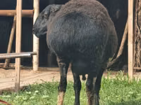 Widder, Blackheaded Persian sheep — Foto 7